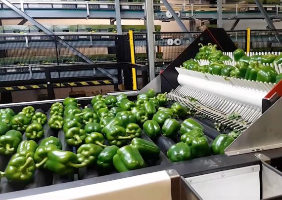 Aweta industry leading project Walero