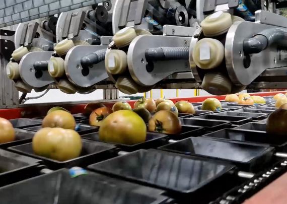 Aweta industry leading project greenhouse grown producer